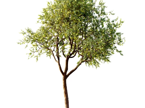 AV Plant Pear Pyrus Communis Fruit Tree 01 3D Model
