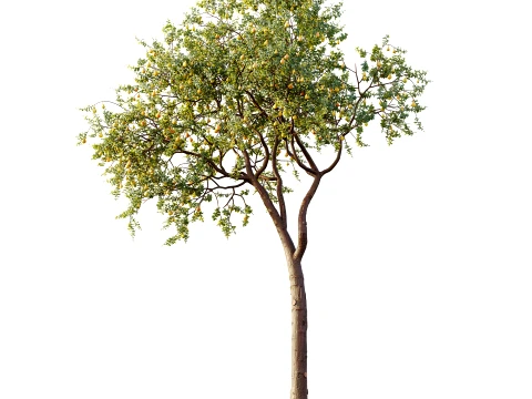 AV Plant Pear Pyrus Communis Fruit Tree 01 3D Model