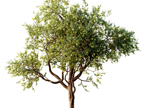 AV Plant Pear Pyrus Communis Fruit Tree 01 3D Model