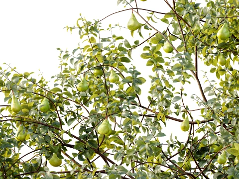 AV Plant Pear Pyrus Communis Fruit Tree 01 3D Model