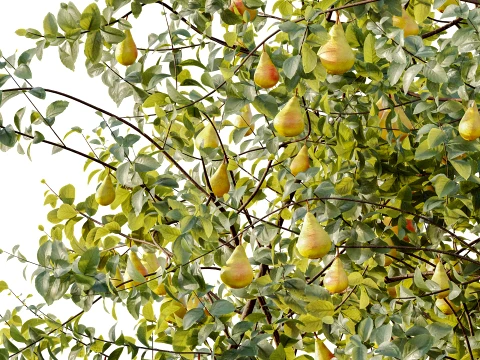 AV Plant Pear Pyrus Communis Fruit Tree 01 3D Model