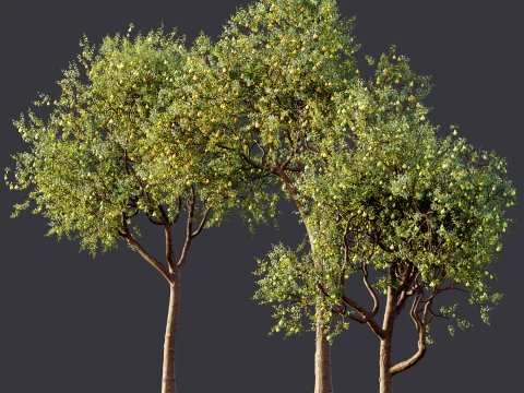 AV Plant Pear Pyrus Communis Fruit Tree 01 3D Model