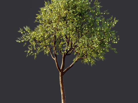 AV Plant Pear Pyrus Communis Fruit Tree 01 3D Model