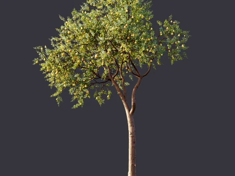 AV Plant Pear Pyrus Communis Fruit Tree 01 3D Model