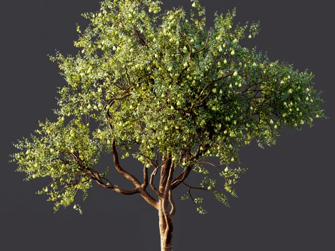 AV Plant Pear Pyrus Communis Fruit Tree 01 3D Model