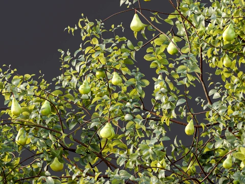 AV Plant Pear Pyrus Communis Fruit Tree 01 3D Model