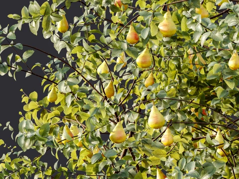 AV Plant Pear Pyrus Communis Fruit Tree 01 3D Model