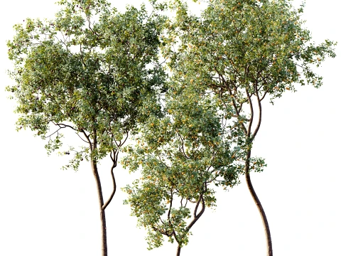 AV Plant Prunus Salicina Plum Pflaume Fruit Tree 01 3D Model