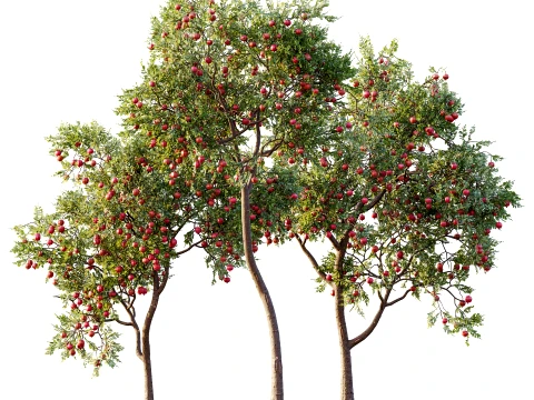 AV Plant Punica Granatum Pomegranate Fruit Tree 01 3D Model