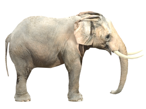 elephant elephant by 3dmasterxd 3D Модель