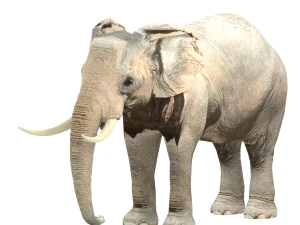 elephant elephant by 3dmasterxd 3D Model