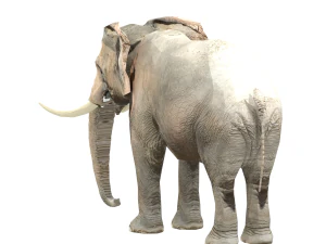 elephant elephant by 3dmasterxd 3D Model
