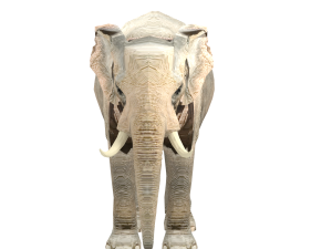 elephant elephant by 3dmasterxd 3D Модель