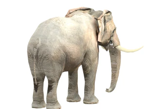 elephant elephant by 3dmasterxd 3D Model