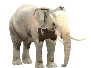 elephant elephant by 3dmasterxd 3D Model