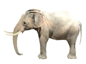 elephant elephant by 3dmasterxd 3D Model