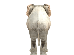 elephant elephant by 3dmasterxd 3D Модель