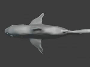 shark 3D Model