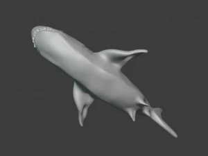 shark 3D Model