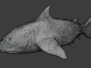 shark Modelo 3D