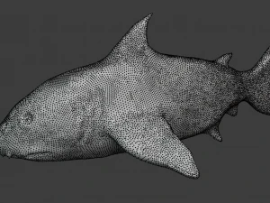 shark 3D Model