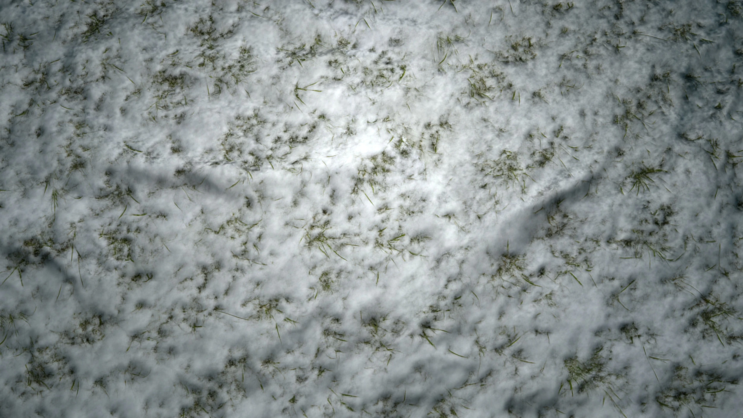 Snowy Grass PBR Texture CG Textures .c4d .max .obj .3ds .fbx .stl .blend
