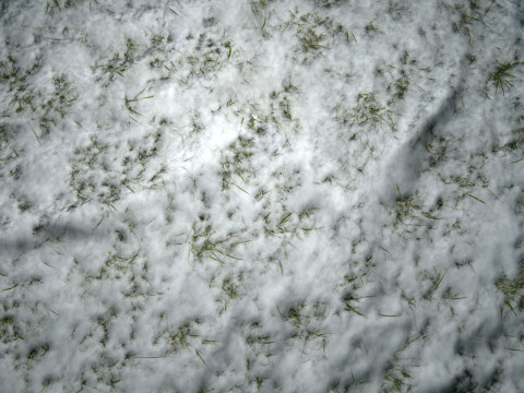 雪に覆われた草の PBR テクスチャ CG テクスチャ