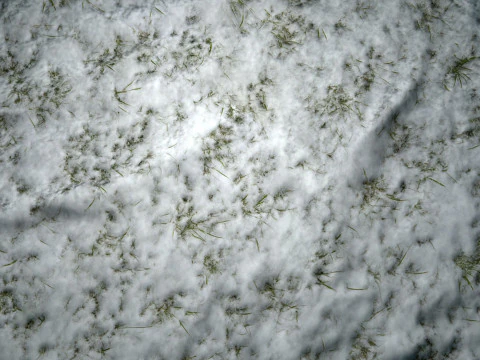 Snowy Grass PBR Texture CG Textures