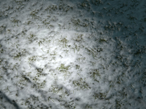 雪に覆われた草の PBR テクスチャ CG テクスチャ