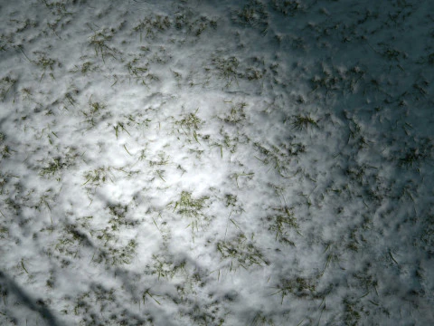Snowy Grass PBR Texture CG Textures