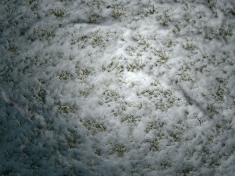 雪に覆われた草の PBR テクスチャ CG テクスチャ