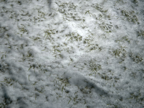 雪に覆われた草の PBR テクスチャ CG テクスチャ