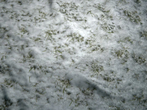 Snowy Grass PBR Texture CG Textures