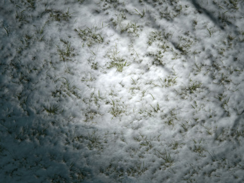 雪に覆われた草の PBR テクスチャ CG テクスチャ