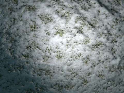 Snowy Grass PBR Texture CG Textures