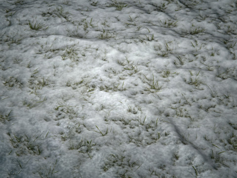 雪に覆われた草の PBR テクスチャ CG テクスチャ