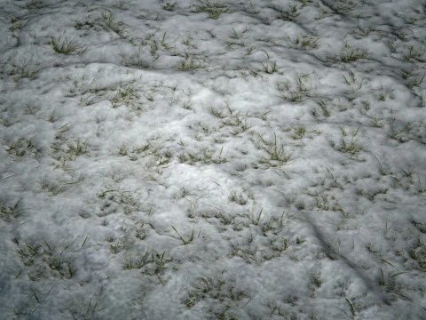Snowy Grass PBR Texture CG Textures
