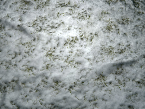 雪に覆われた草の PBR テクスチャ CG テクスチャ