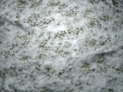 Snowy Grass PBR Texture CG Textures