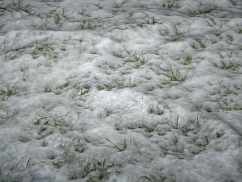 雪に覆われた草の PBR テクスチャ CG テクスチャ