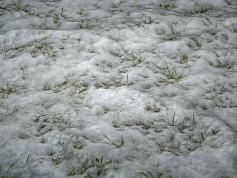 Snowy Grass PBR Texture CG Textures