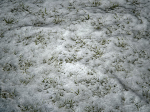 雪に覆われた草の PBR テクスチャ CG テクスチャ