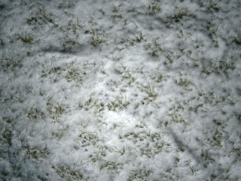 雪に覆われた草の PBR テクスチャ CG テクスチャ