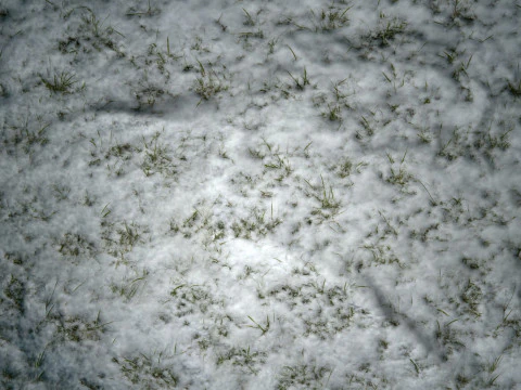 Snowy Grass PBR Texture CG Textures