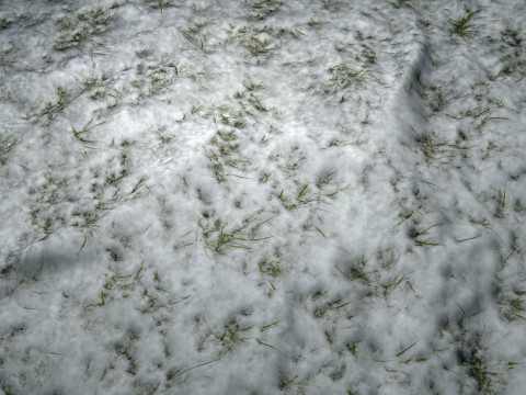 雪に覆われた草の PBR テクスチャ CG テクスチャ