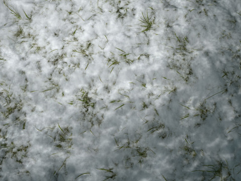 雪に覆われた草の PBR テクスチャ CG テクスチャ