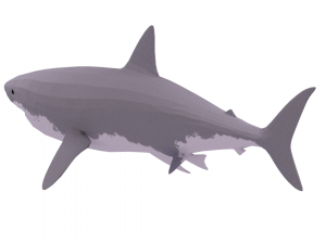 great white shark - game ready Model 3D