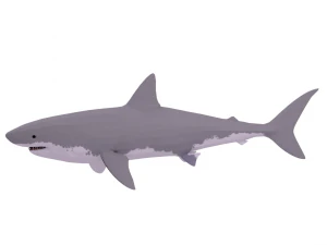 great white shark - game ready 3D Model