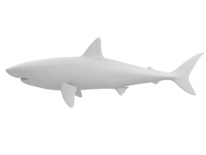 great white shark - game ready Model 3D