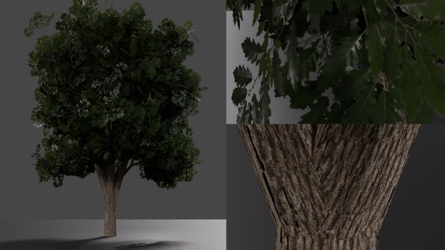 realistic oak medium size Model 3D .c4d .max .obj .3ds .fbx .stl .blend 